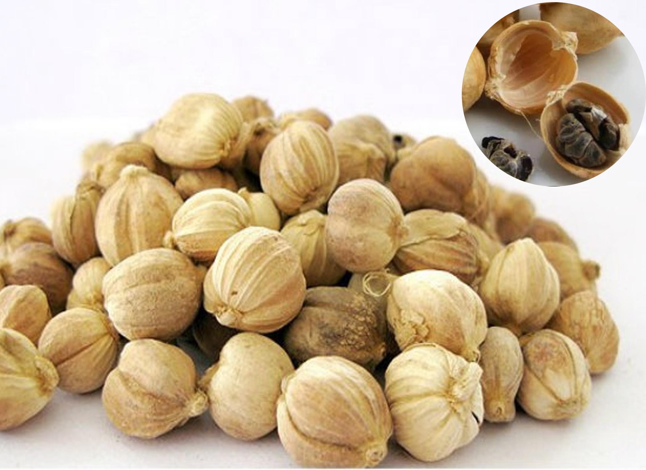 Kapulaga, Cardamom (amomum Compactum) - Etsy