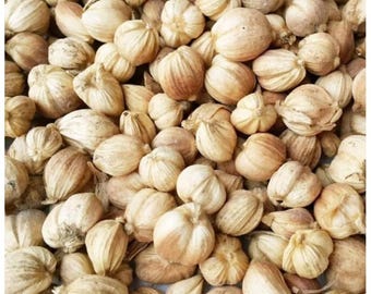 Kapulaga, Cardamom (Amomum compactum)