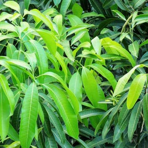 DRIED - Daun Mangga, Mango Leaves (Mangifera Indica)