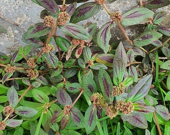 DRIED - Patikan Kebo, Asthma Plant (Euphorbia hirta)