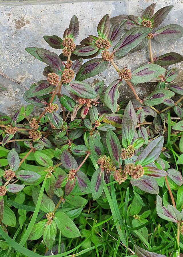 DRIED - Patikan Kebo, Asthma Plant (euphorbia Hirta) - Etsy