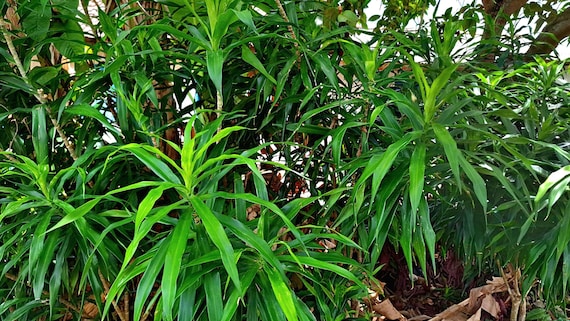 variagated peace lily Variegated Peace Lily 'Domino' – Unique, Air-Purifying Houseplant main image 0