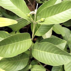 GEtrocknet - Daun Jambu (Guava Blätter)