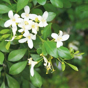 Puede incluir: Primer plano de una planta con hojas verdes brillantes y racimos de pequeñas flores blancas en forma de estrella. Las flores tienen centros amarillos y están en plena floración, sobre un fondo verde oscuro.