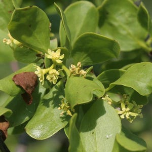 ドライ - ダウン・ベナル (ローランサス)