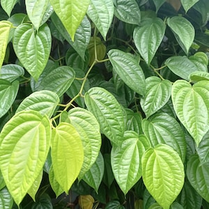 Puede incluir: Primer plano de exuberantes hojas verdes de betel. Las hojas tienen forma de corazón con venas prominentes, variando en tonos de verde claro a oscuro. La imagen muestra la textura natural y los colores vibrantes de la planta.