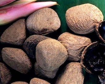 Kluwek, Pucung (Pangium edule)