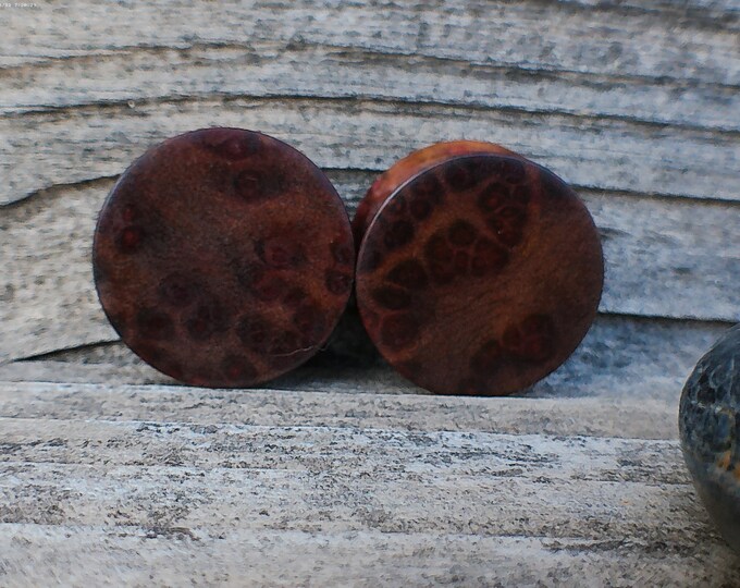 25mm Killer Camphor Burl Wood Ear Plugs, Beautiful Organic 1 Gauge