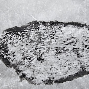 Gyotaku Fish Print Linguado – Traditional Japanese Art Print, Handmade Nature Wall Decor