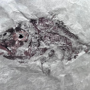Original Gyotaku Print of Pagellus erythrinus Red Seabream Fish Art, Japanese Fish Rubbing, Ocean-Inspired Wall Decor, Coastal Nautical Gift
