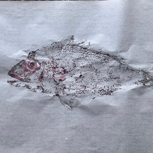 Original Gyotaku Print of Pagellus erythrinus Red Seabream Fish Art, Japanese Fish Rubbing, Ocean-Inspired Wall Decor, Coastal Nautical Gift