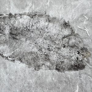 Gyotaku Fish Print Linguado – Traditional Japanese Art Print, Handmade Nature Wall Decor