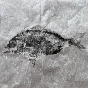 Original Gyotaku Dorado Fish Print: Japanese Fish Rubbing Art