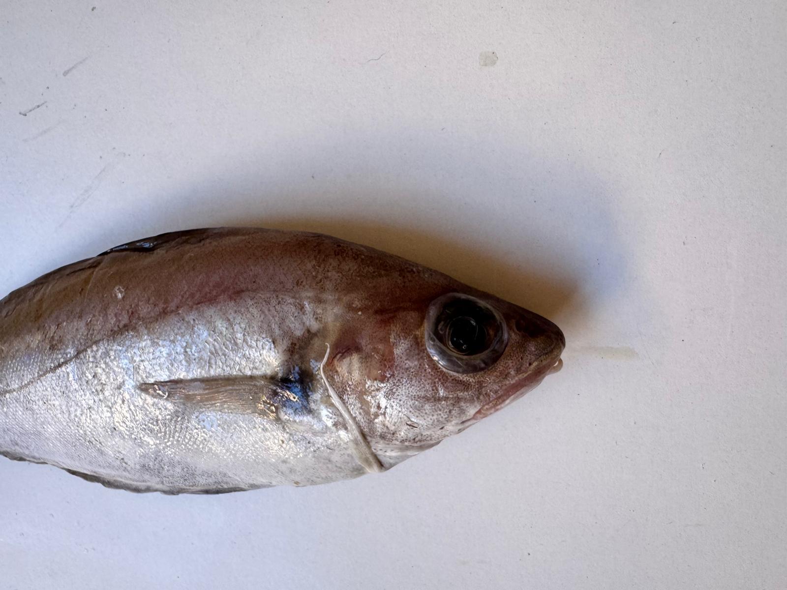 Gyotaku Fish Print – Pouting (trisopterus Luscus), Handcrafted Nature ...