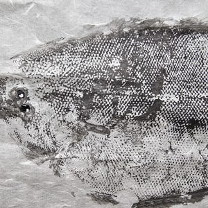 Gyotaku Fish Print Linguado – Traditional Japanese Art Print, Handmade Nature Wall Decor