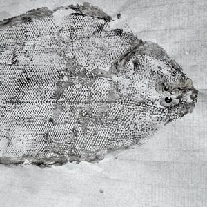 Gyotaku Fish Print Linguado – Traditional Japanese Art Print, Handmade Nature Wall Decor