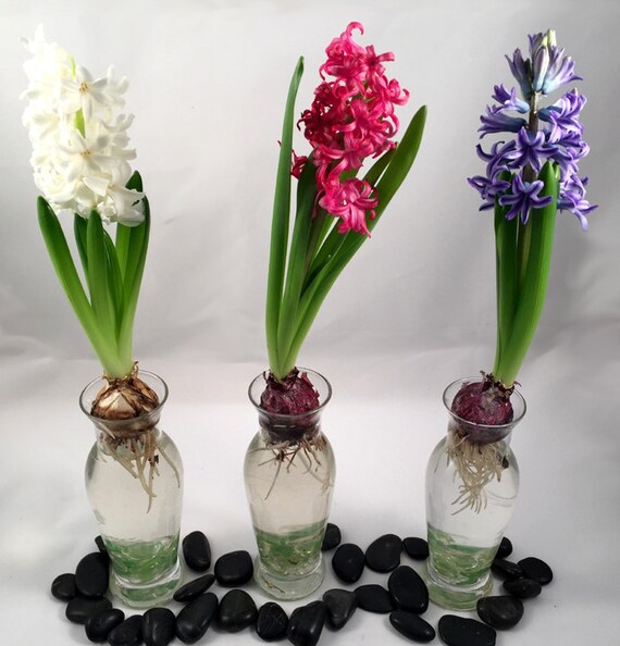 Hyacinth Bulb Forcing Kit Set of 3 Prechilled Hyacinth Etsy