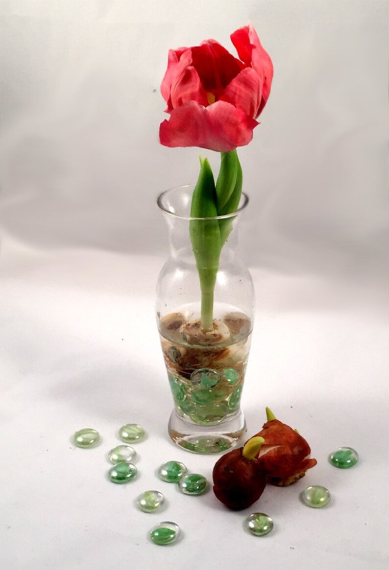 Tulip Bulb Forcing Kit Includes Glass Vase Image 0