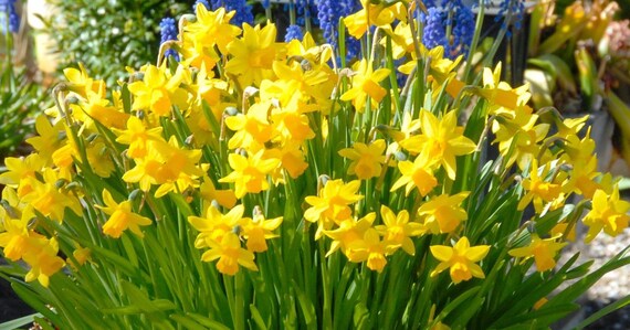 5 Tete A Tete Daffodil Prechilled Daffodil Bulbstiny Daffodil Bulbs Narcissi Bulbs Daffodil Bulbs Indoor Bub Forcing