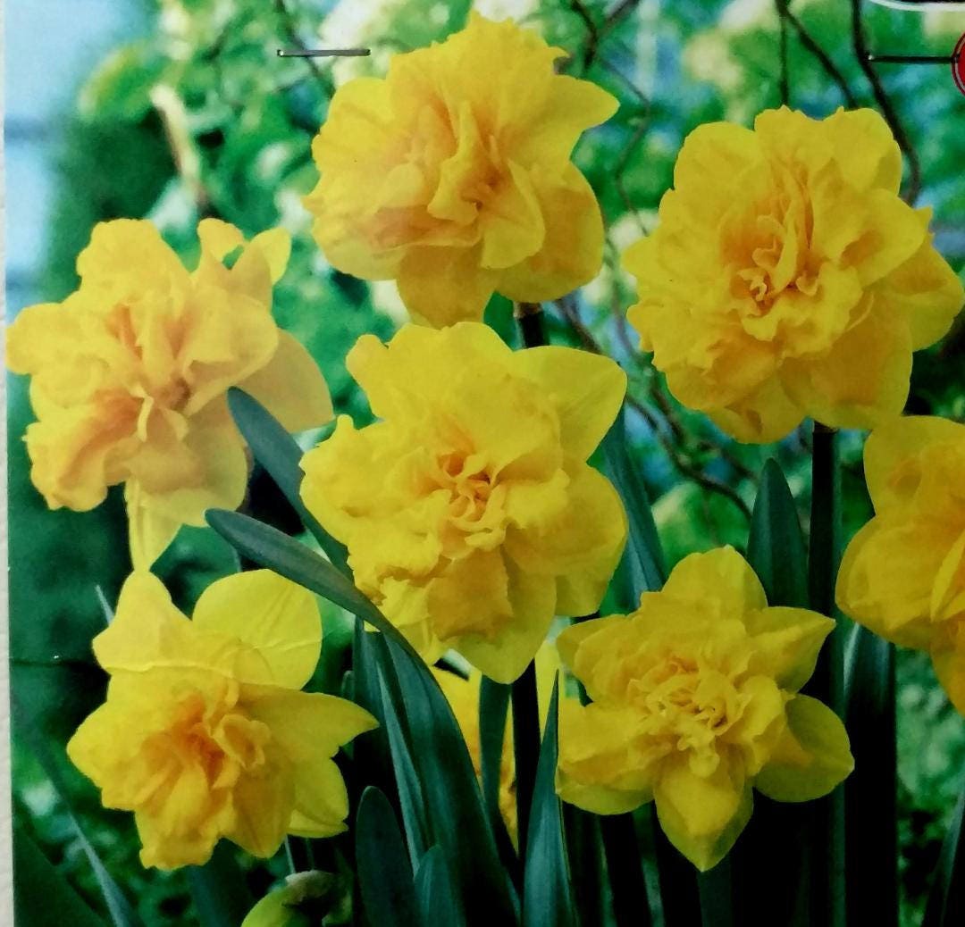 10 Golden Ducat Double Daffodils/ Prechilled Daffodil Bulbs/ Etsy