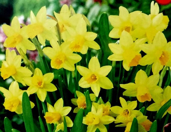 5 Tete A Tete Daffodiltiny Daffodil Bulbs Just In Time For Fall Planting Narcissi Bulbs Daffodil Bulbs Indoor Bub Forcing