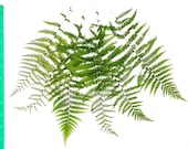 Real Pressed Fern Fronds Large - Perfect for Weddings, Events, Decorations, Art & Craft Projects, Holidays, Cards, ScrapBooking
