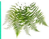 Real Pressed Fern Fronds Large - Perfect for Weddings, Events, Decorations, Art & Craft Projects, Holidays, Cards, ScrapBooking