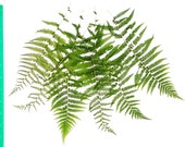 Real Pressed Fern Fronds Large - Perfect for Weddings, Events, Decorations, Art & Craft Projects, Holidays, Cards, ScrapBooking