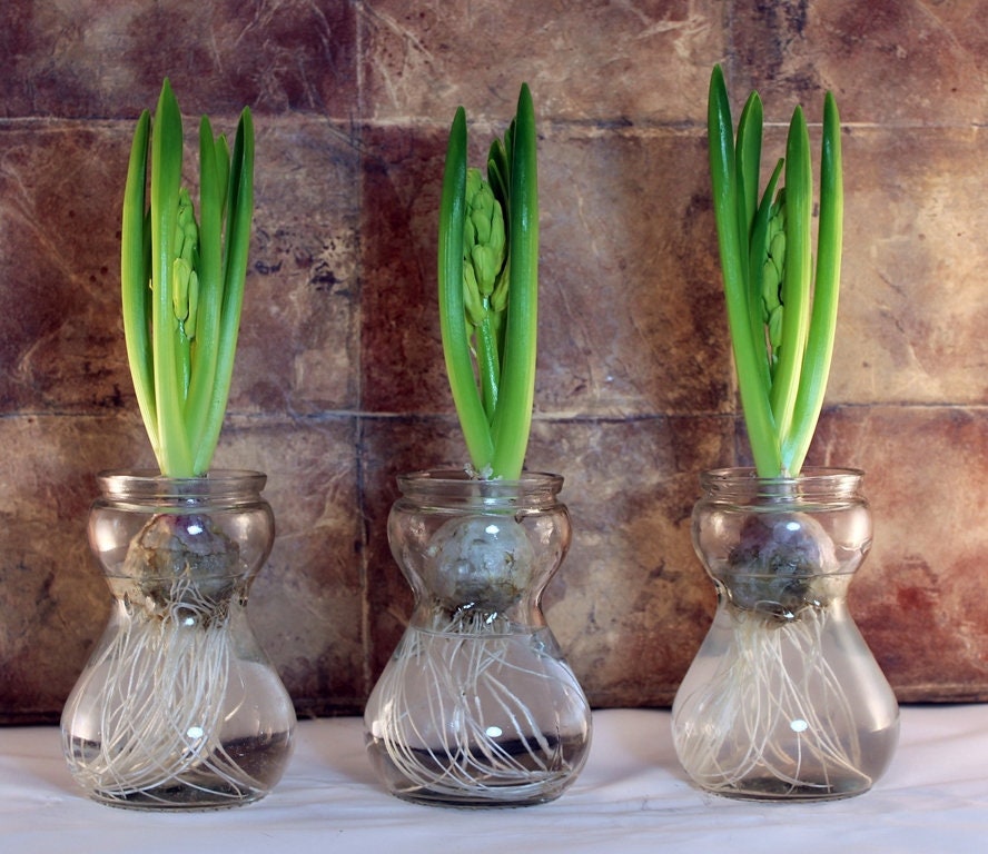 Hyacinth Bulb Forcing Kit Includes 3 Prechilled Hyacinth Etsy
