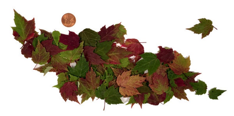 Make DIY Fall Note Cards Invitations Maroon /& Green Variegations Real Pressed Variegated Red Maple Leaves 50 Tiny Miniature Unique Red
