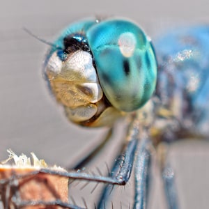 Close Encounters Macro Photography: Capturing the magic of nature's tiniest wonders, including flowers, insects, leaves and water droplets.