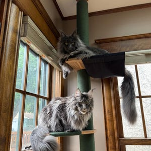 Natural Floor to Ceiling Cat Tree with Hammock & Bed. Tension Mounted and No-drill Installation Tower for Large Cats. Modern Cat Furniture Black & Green Cotton