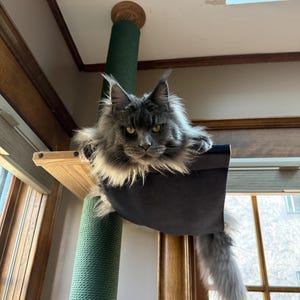 May include: A gray Maine Coon cat rests in a black cat bed attached to a wooden shelf. The cat bed is mounted on a green, rope-wrapped post. The cat has long fur and yellow eyes. The cat is looking directly at the camera.
