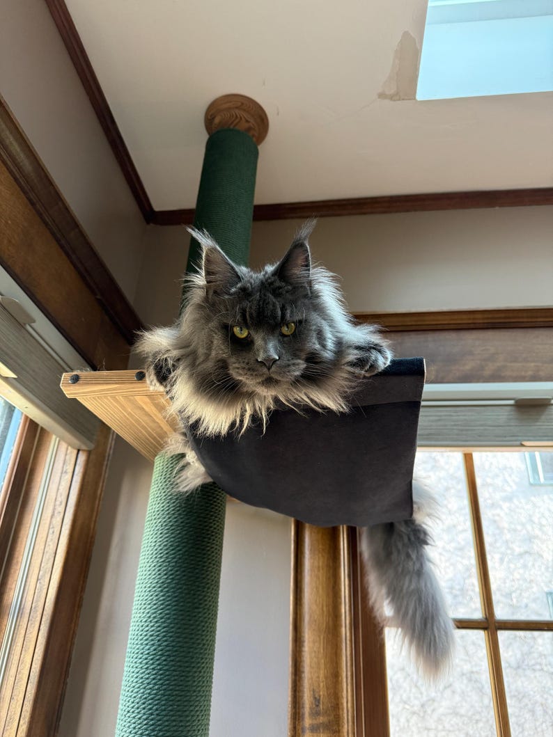 May include: A gray Maine Coon cat rests in a black cat bed attached to a wooden shelf. The cat bed is mounted on a green, rope-wrapped post. The cat has long fur and yellow eyes. The cat is looking directly at the camera.