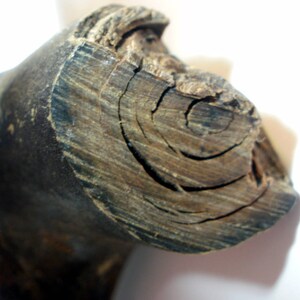 May include: Close-up of a dark brown wooden log with visible rings. The wood has a rough, textured surface.