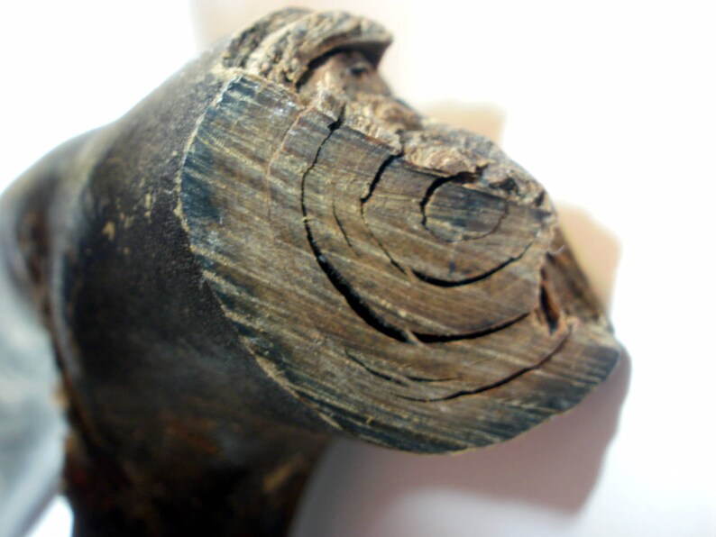 May include: Close-up of a dark brown wooden log with visible rings. The wood has a rough, textured surface.
