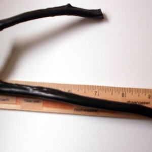 May include: A black twig with a slight curve, measuring approximately 9 inches long, is placed on top of a wooden ruler.