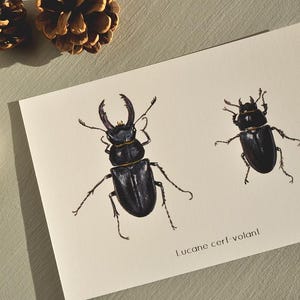 Illustration A6 insecte lucanes cerf volant
