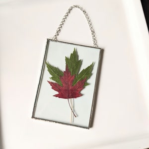 Maple Leaf Wall Art, Framed Pressed Flowers, Glass Wall Hanging, Flower Art, Dried Flower Art, Soldered Glass Wall Art