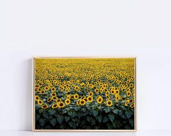 Stampa rustica di girasoli, campo di fiori giallo brillante, arte da parete in stile rustico, decorazione estiva per la cucina, poster orizzontale di grandi dimensioni