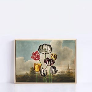 Op de afbeelding: Een ingelijste prent met een botanische illustratie van tulpen in verschillende kleuren, waaronder rood, geel en paars. De achtergrond toont een landschap met een bewolkte lucht en een verre stad. De lijst is goudkleurig.
