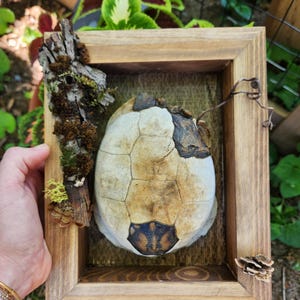 May include: A framed turtle shell display. The shell is cream and brown, with a geometric pattern. The wooden frame is light brown, and the display includes a piece of wood with moss and a small pinecone.