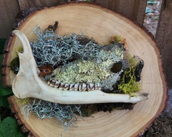 Deer Jawbone Dry Scene Wall Hanger