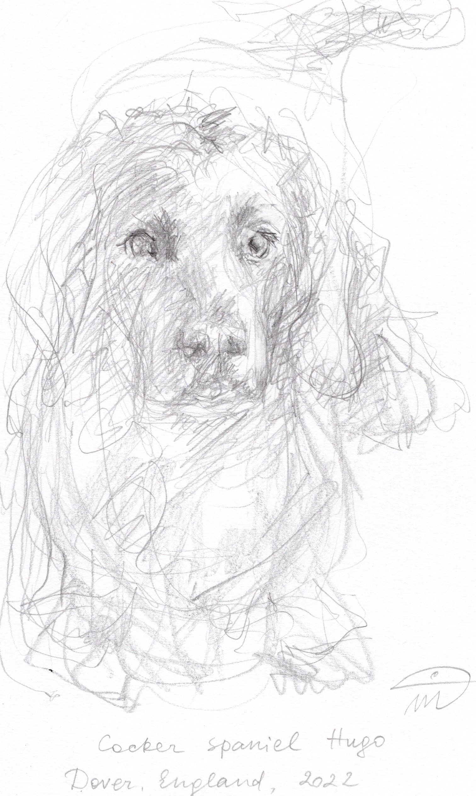 72 Cocker Spaniel Drawing Stock Photos HighRes Pictures and Images   Getty Images
