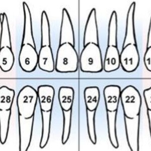 Puede incluir: Un diagrama dental que muestra la disposici&oacute;n de los dientes en las mand&iacute;bulas superior e inferior. Los dientes est&aacute;n numerados del 1 al 32, con los lados derecho e izquierdo etiquetados. El diagrama es en blanco y negro.