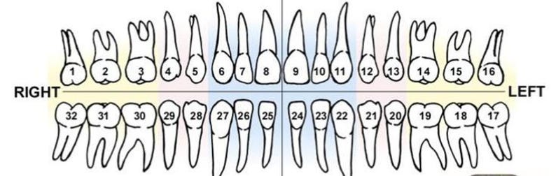 Puede incluir: Un diagrama dental que muestra la disposici&oacute;n de los dientes en las mand&iacute;bulas superior e inferior. Los dientes est&aacute;n numerados del 1 al 32, con los lados derecho e izquierdo etiquetados. El diagrama es en blanco y negro.