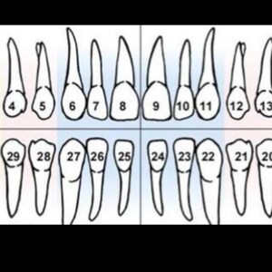 May include: A black and white dental chart illustrating the human teeth arrangement. The diagram shows the upper and lower jaws with numbered teeth, labeled "Right" and "Left". The teeth are depicted in a simplified, schematic style.
