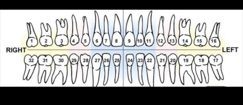 May include: A black and white dental chart illustrating the human teeth arrangement. The diagram shows the upper and lower jaws with numbered teeth, labeled "Right" and "Left". The teeth are depicted in a simplified, schematic style.