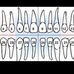 May include: A black and white dental chart illustrating the human teeth arrangement. The chart is divided into quadrants, with each tooth numbered. The top row shows the upper teeth, and the bottom row shows the lower teeth. The words "RIGHT" and "LEFT" are also visible.