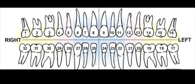 May include: A black and white dental chart illustrating the human teeth arrangement. The chart is divided into quadrants, with each tooth numbered. The top row shows the upper teeth, and the bottom row shows the lower teeth. The words "RIGHT" and "LEFT" are also visible.